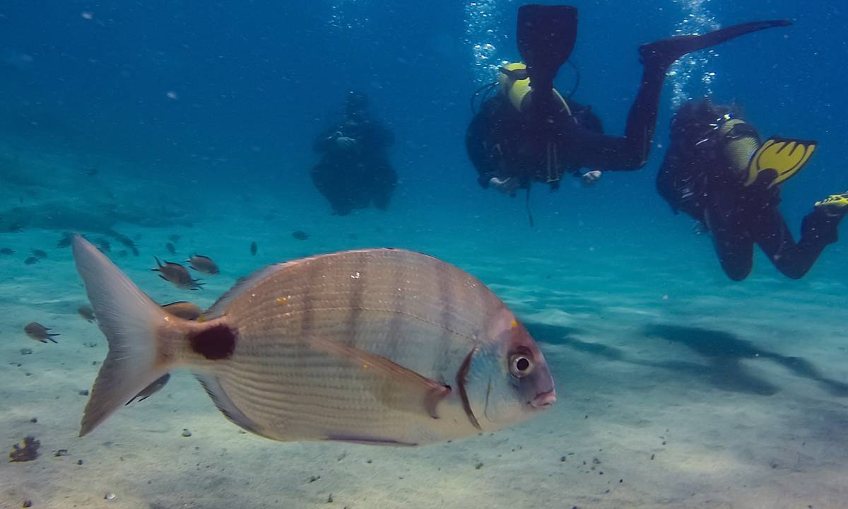 Imagen del fondo marino de La Palma