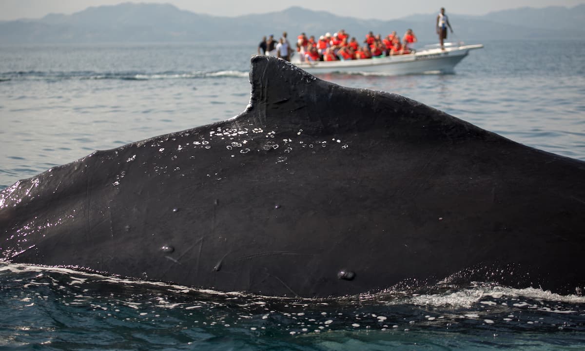 Avistamiento de ballenas
