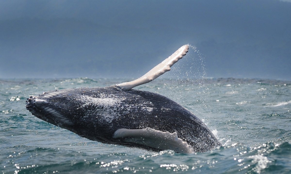 Ballenas deseos Punta Cana
