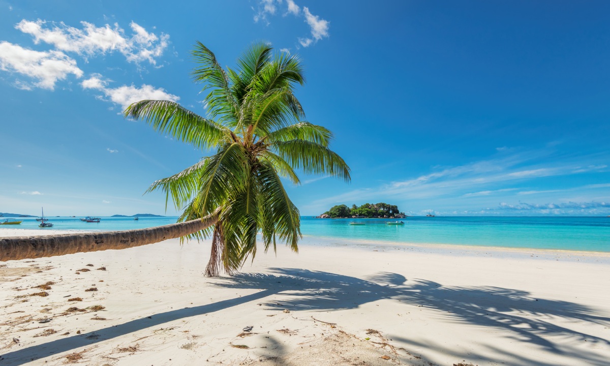 Palm in Jamaican beach