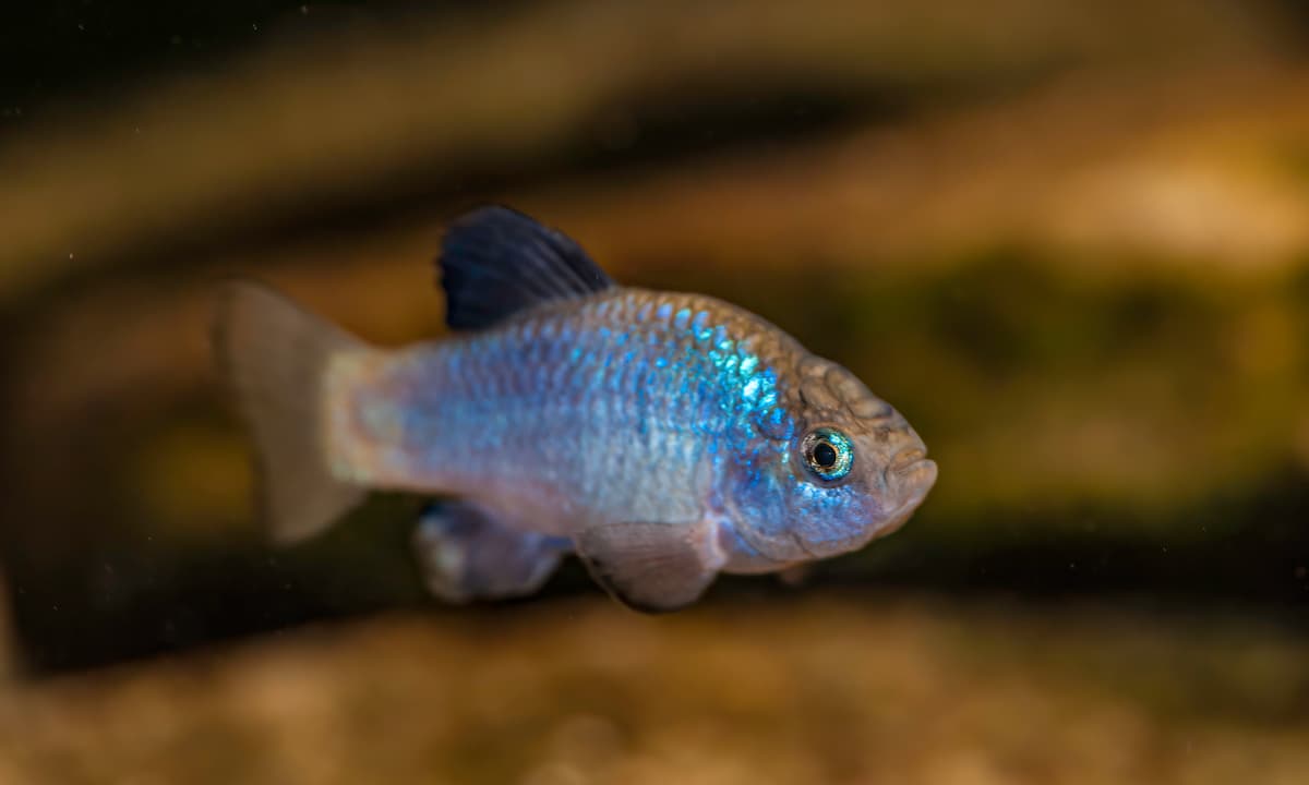 Laguna Bávaro Fishes