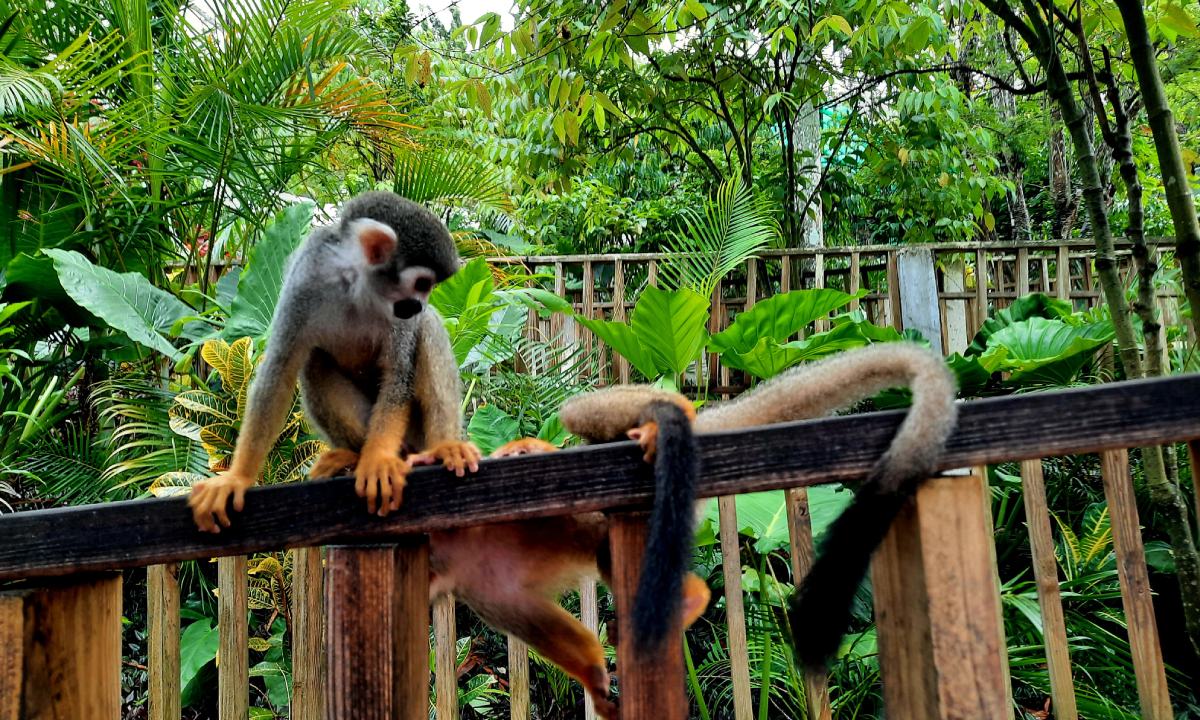 Affen im Monkeyland