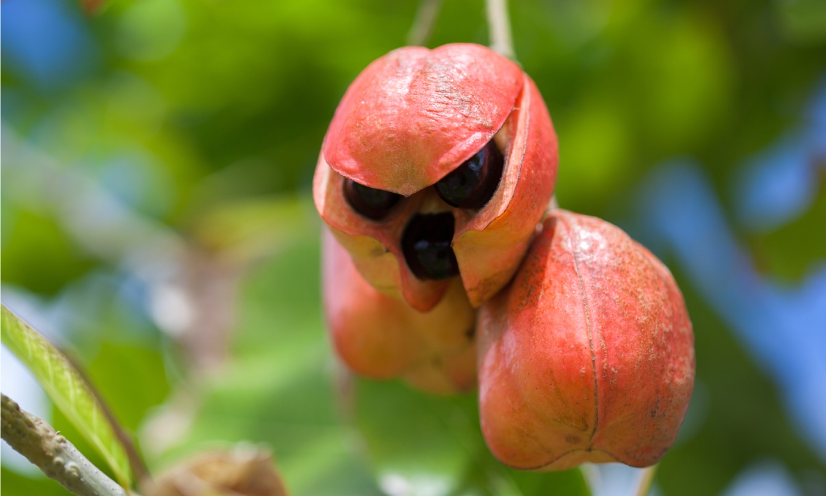 Ackee, fruta nacional de Jamaica