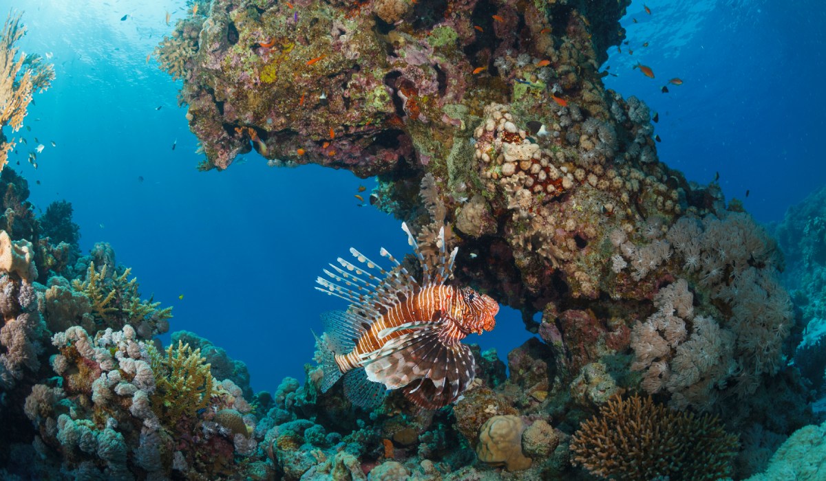 Parque Submarino de la Caleta