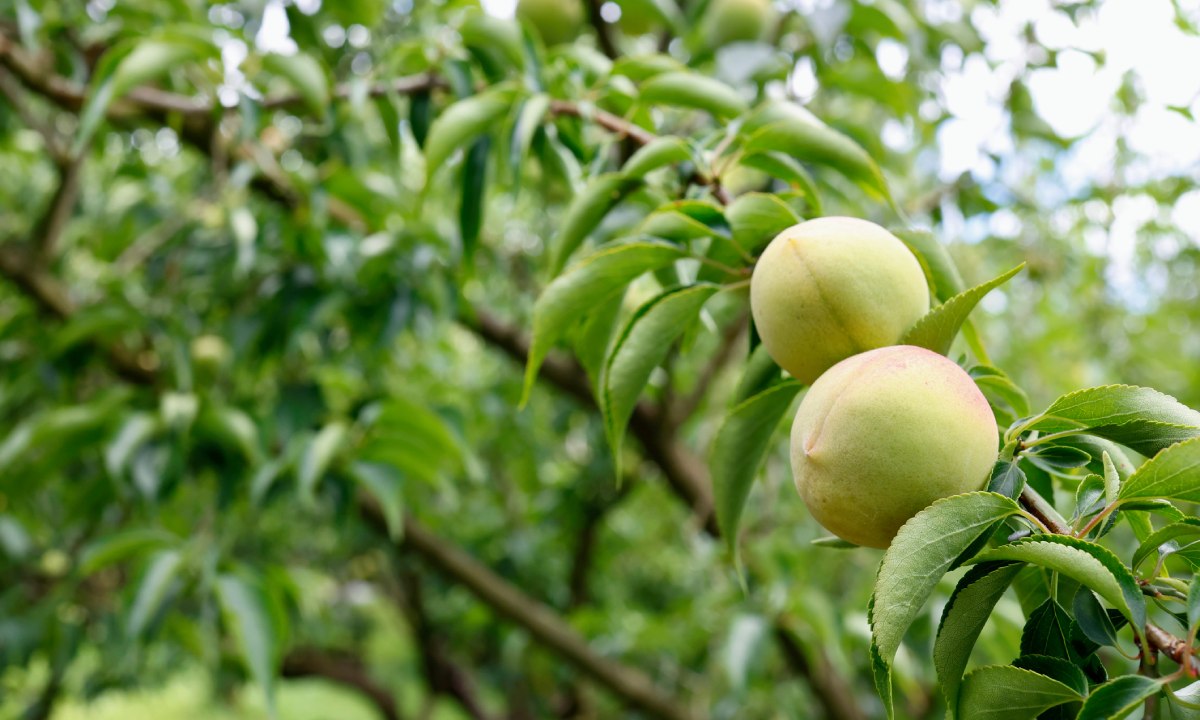 June plum o manzana de oro