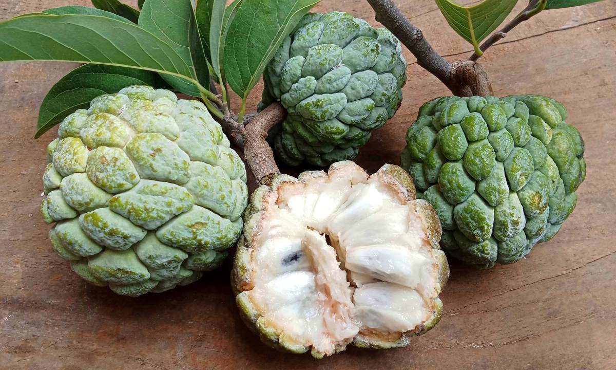 Sweetsop o manzana de azúcar