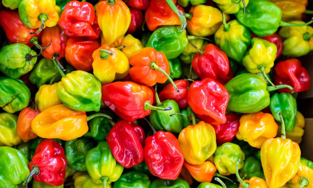 Los chiles más picantes de México