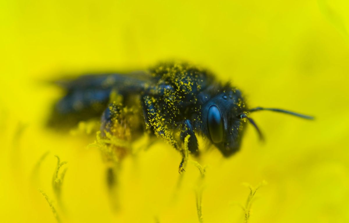 Black Canary Island bee