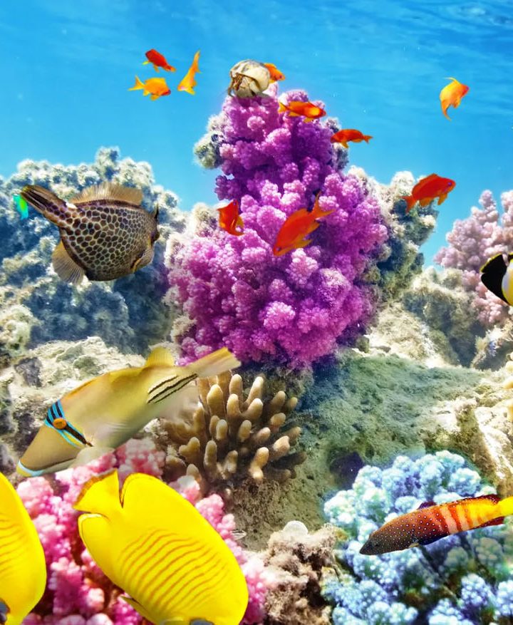 Explore the marine life of the Dominican Caribbean