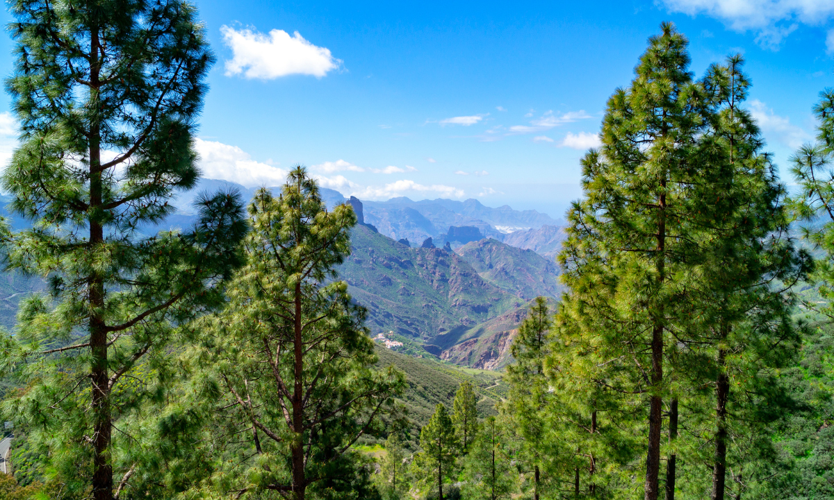 Bosque de pinos en Gran Canaria