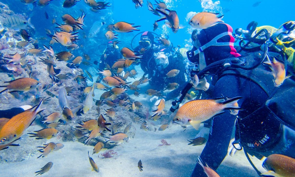 Person scuba diving in La Palma among corals and tropical fish