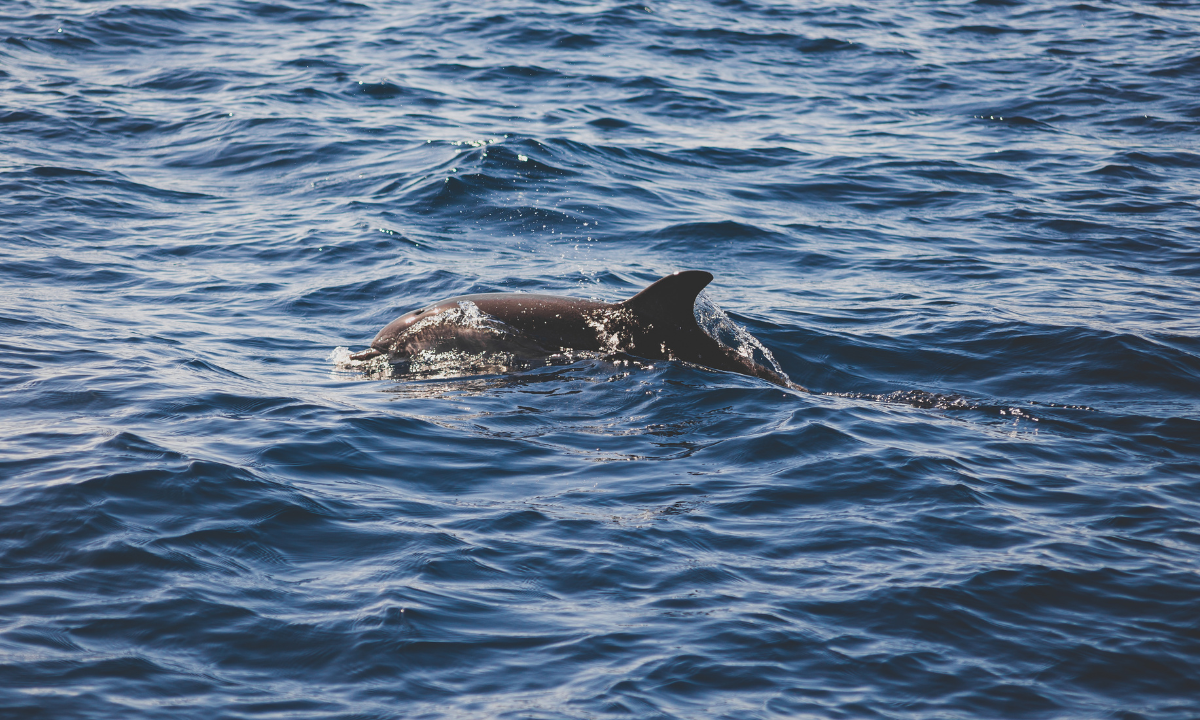 Dolphin in Tenerife