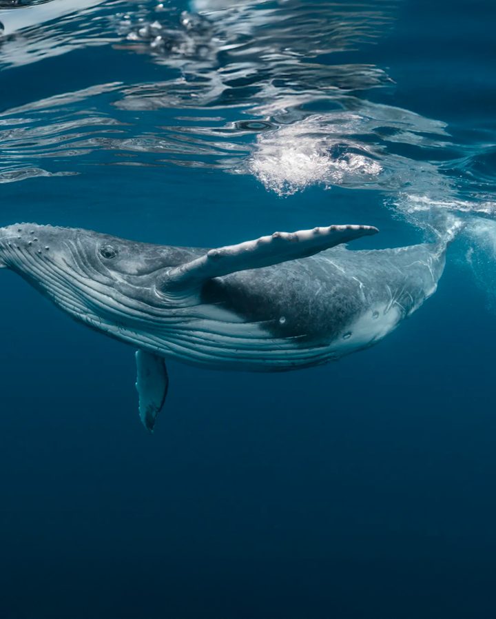 All about whales in the Dominican Republic