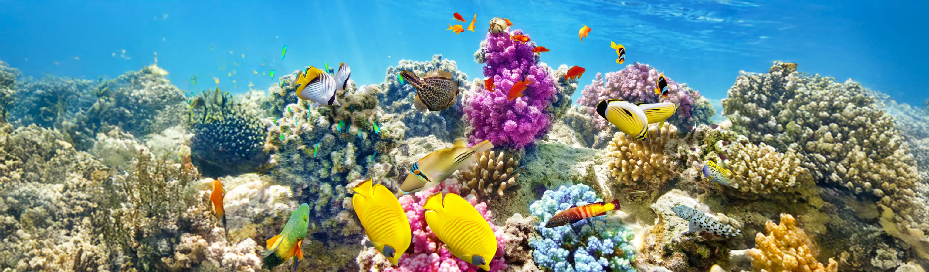 Peces en arrecife