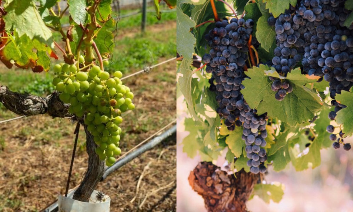 Bunches of Malvasía (left) and Negramoll (right) grapes in vineyards in Tenerife