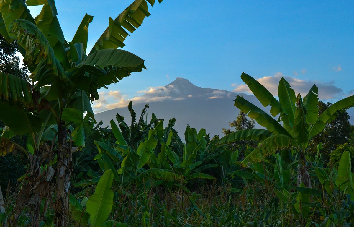 Plataneras con la cumbre de fondo