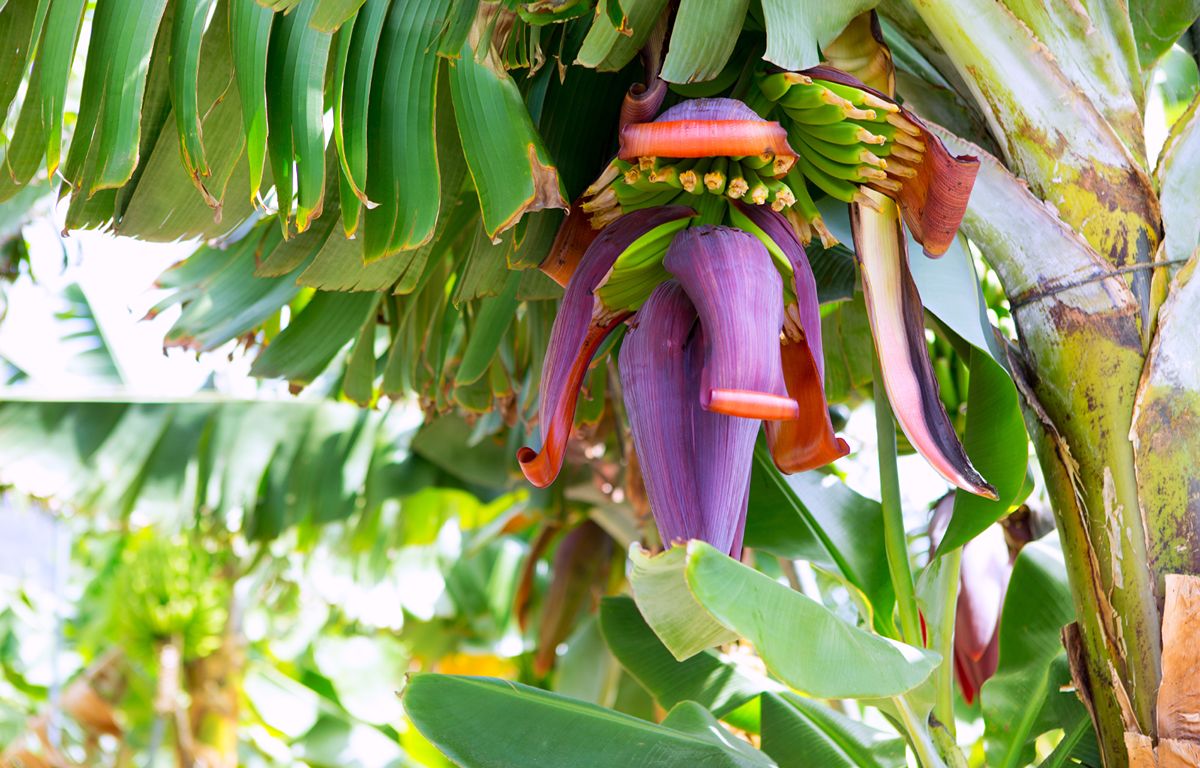 Banana grove