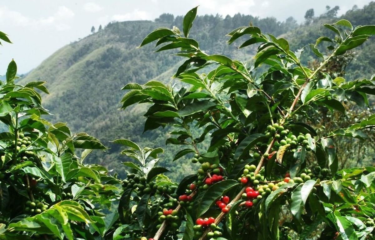 Coffee plant in Agaete
