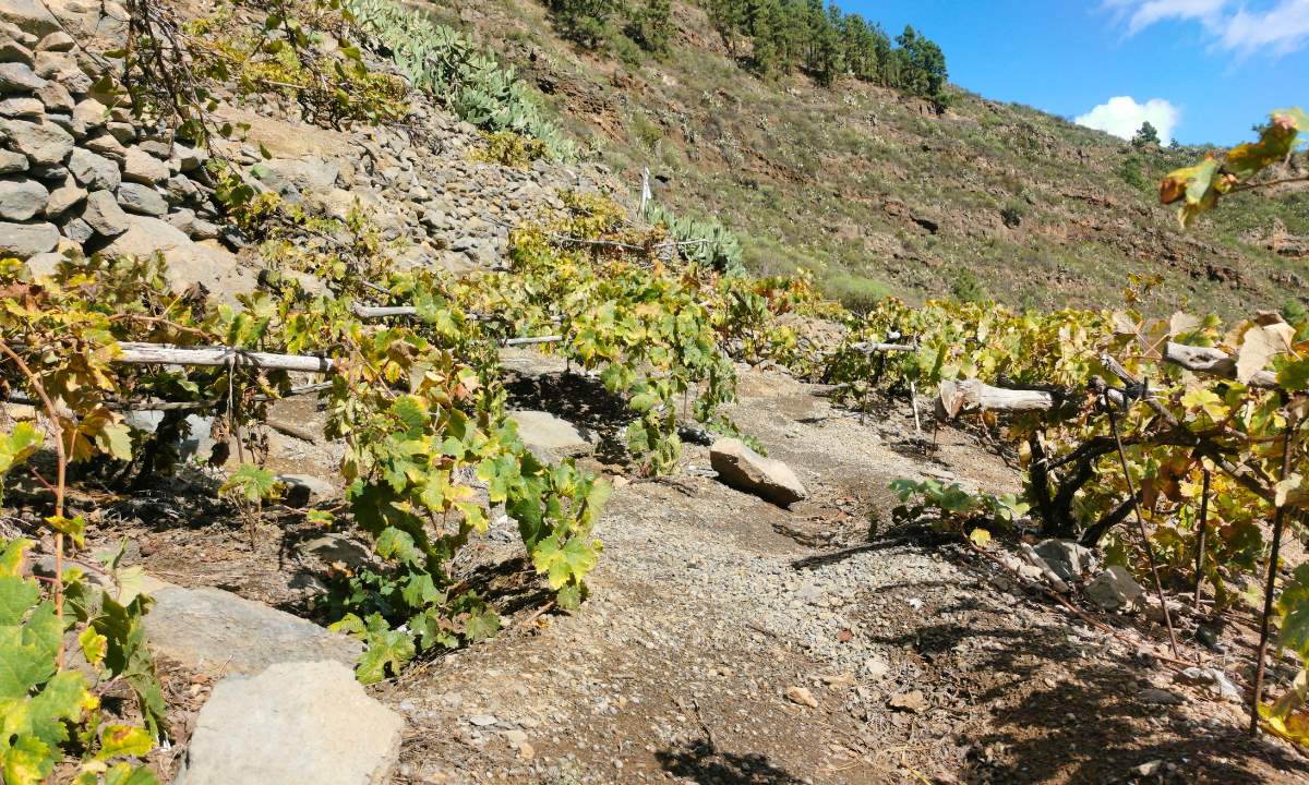 Terraced vineyards in Güímar, Tenerife, on volcanic hillside terrain