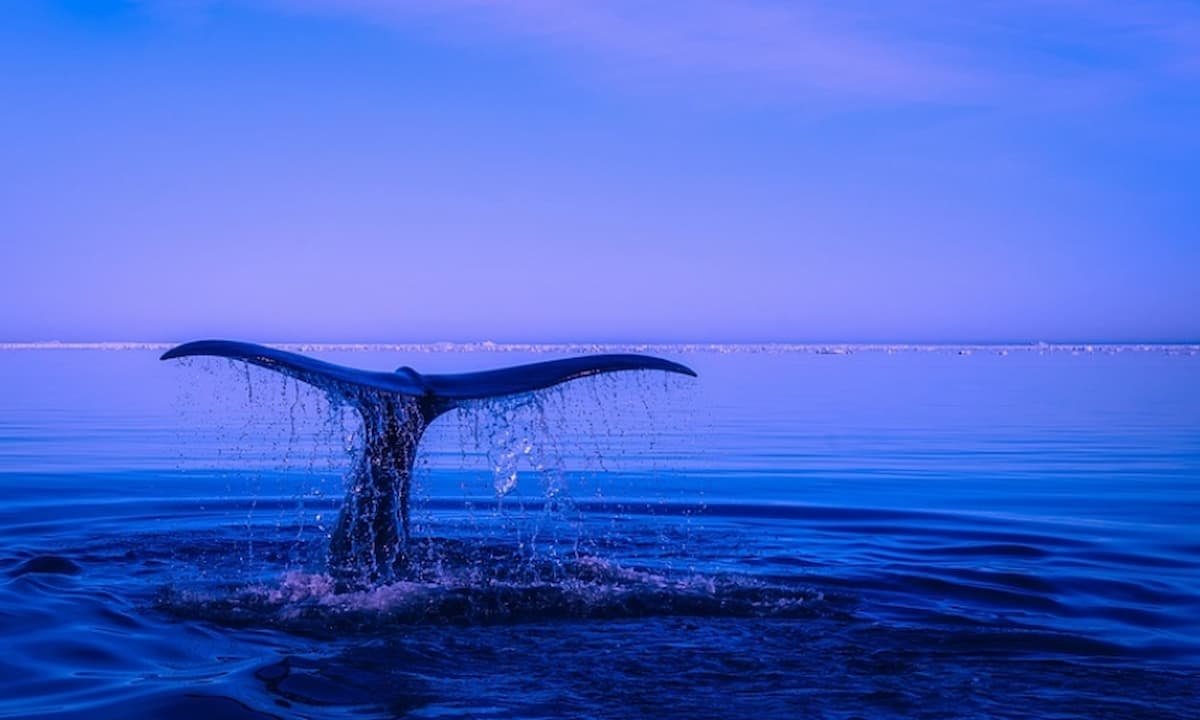 ballena-jorobada-1