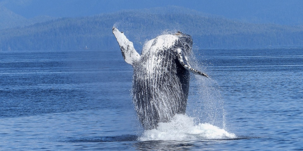 ballena jorobada republica dominciana