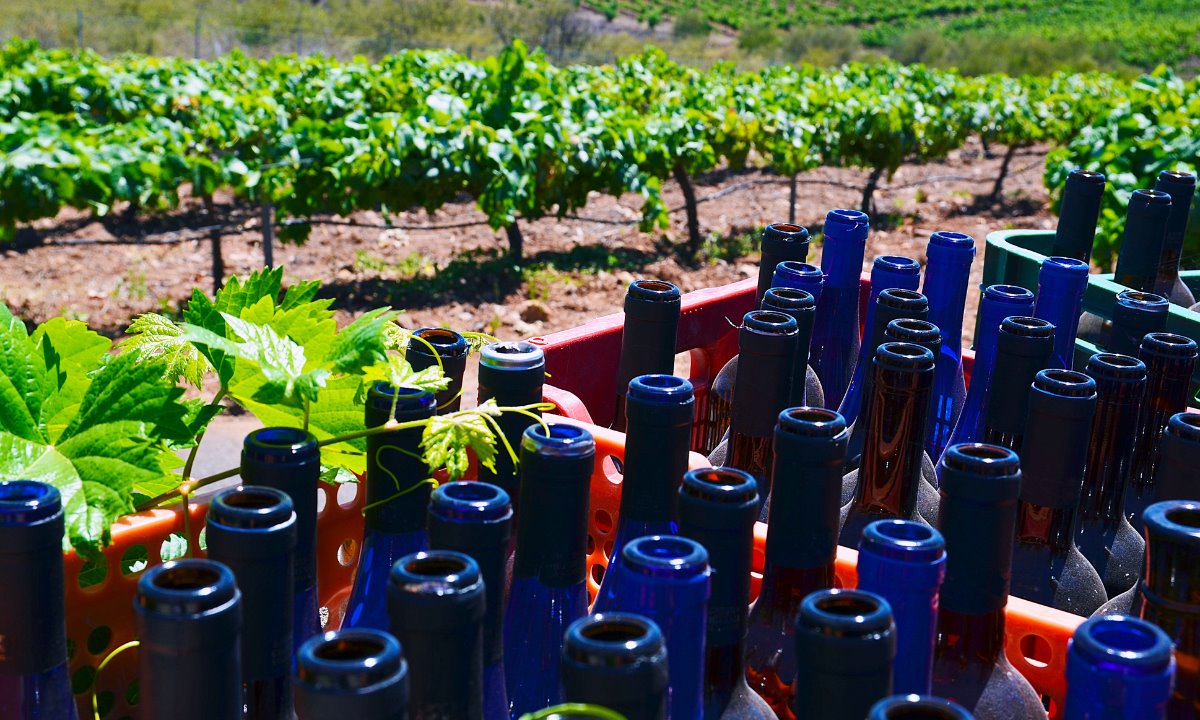 Empty wine bottles in a crate next to vineyards in Tenerife