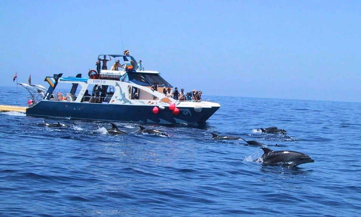 Boat observing a group of dolphins in open waters off La Palma