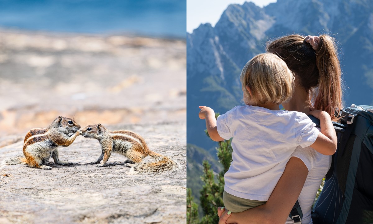 Zwei Atlashörnchen auf Fuerteventura (links) und Mutter mit Kind in den Bergen (rechts) während ihres Familienurlaubs auf den Kanaren