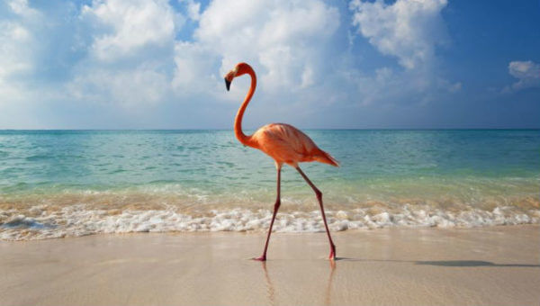 las Coloradas Yucatan