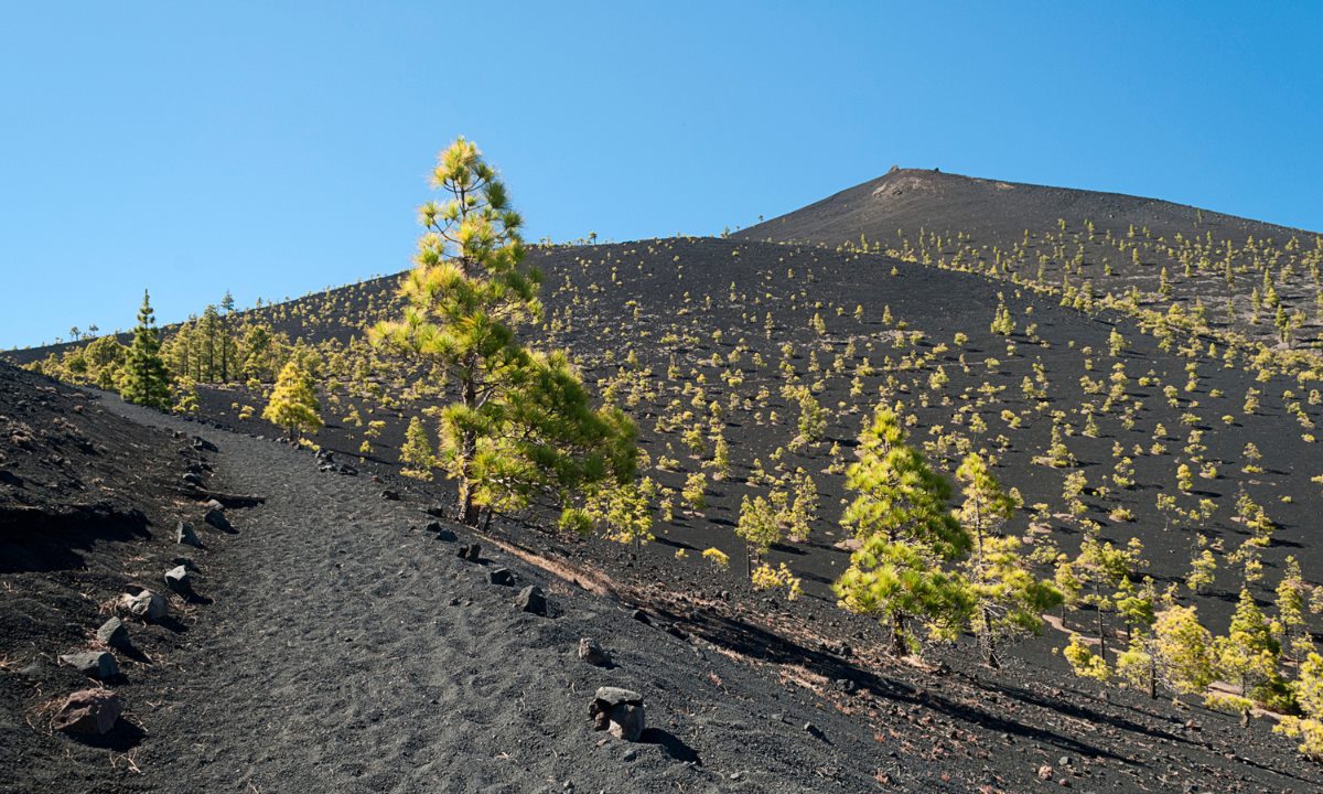 Black sand trail surrounded by Canary pine trees on the famous Ruta de los Volcanes on the island of La Palma