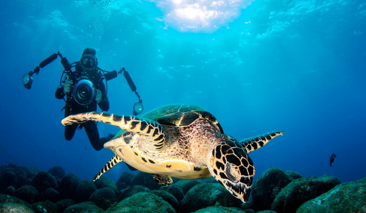 Sea turtle and diver off the coast of Tenerife Sea turtle and diver off the coast of Tenerife