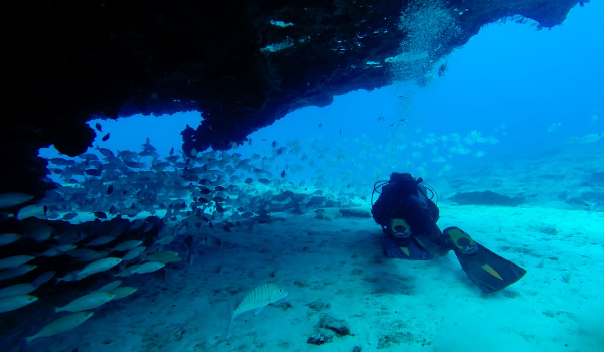Diver and fish in Fuerteventura Diver and fish in Fuerteventura