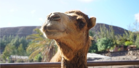 Oasis Wildlife auf Fuerteventura