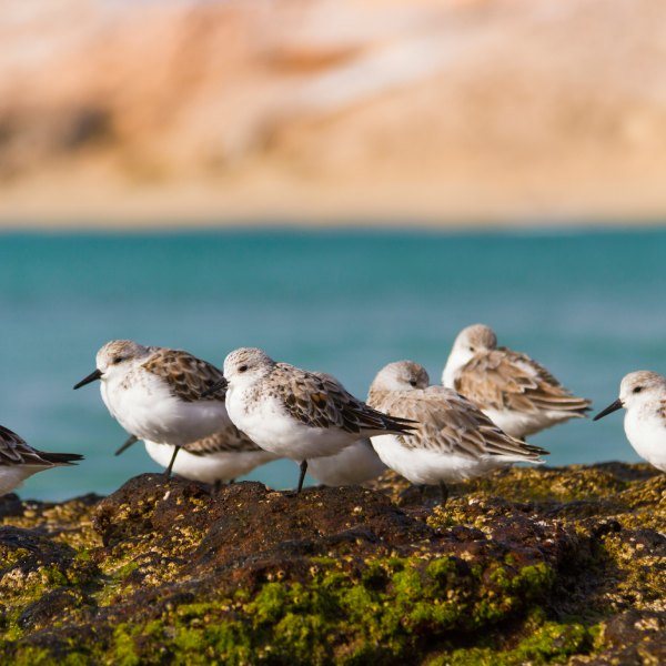 Birdwatching in Fuerteventura