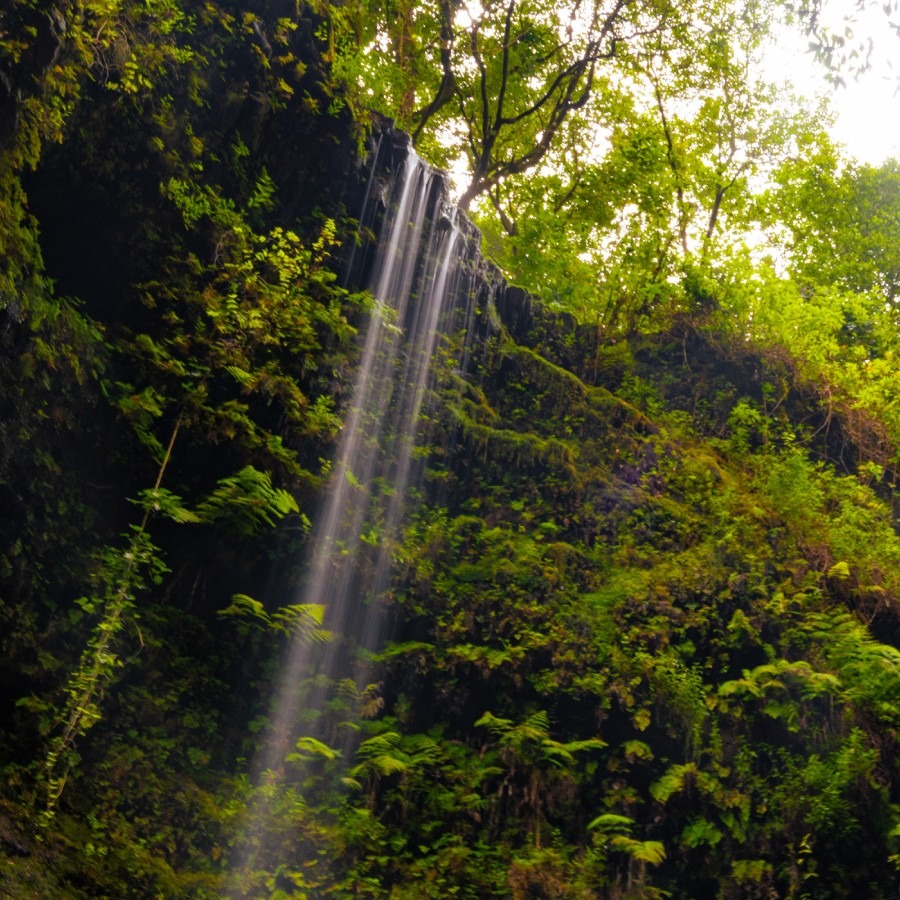 Lorbeerwald auf La Palma