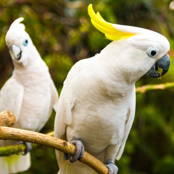 Loro Parque en Tenerife