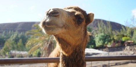 Oasis Wildlife in Fuerteventura