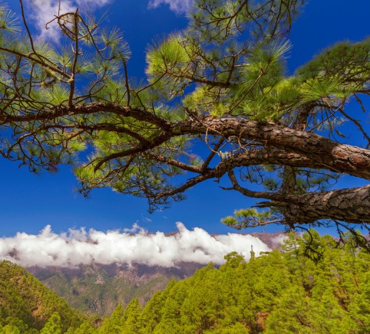 Parque Nacional de la Caldera de Taburiente en La Palma