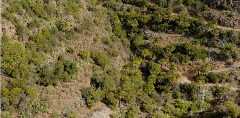 Barranco de Guayadeque en Gran Canaria